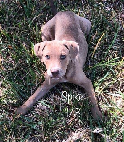 Spike, an adoptable Shepherd in Fulton, TX, 78358 | Photo Image 2