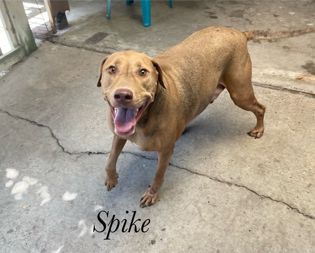 Spike, an adoptable Shepherd in Fulton, TX, 78358 | Photo Image 3