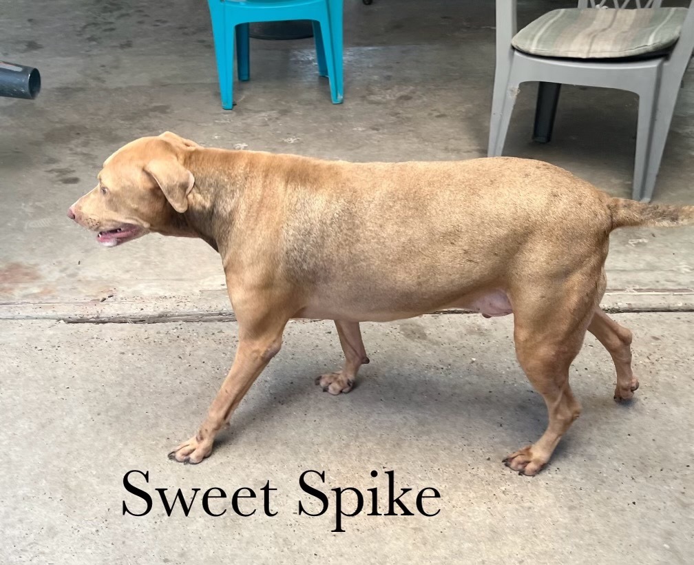 Spike, an adoptable Shepherd in Fulton, TX, 78358 | Photo Image 4