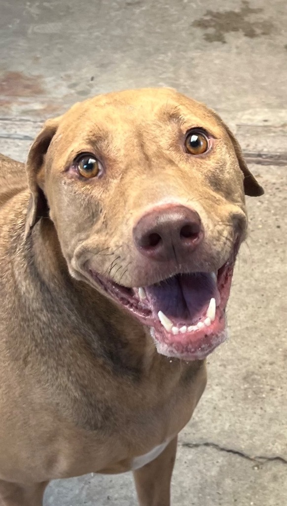 Spike, an adoptable Shepherd in Fulton, TX, 78358 | Photo Image 5