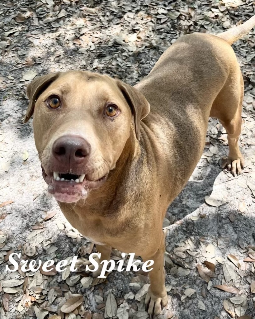 Spike, an adoptable Shepherd in Fulton, TX, 78358 | Photo Image 6