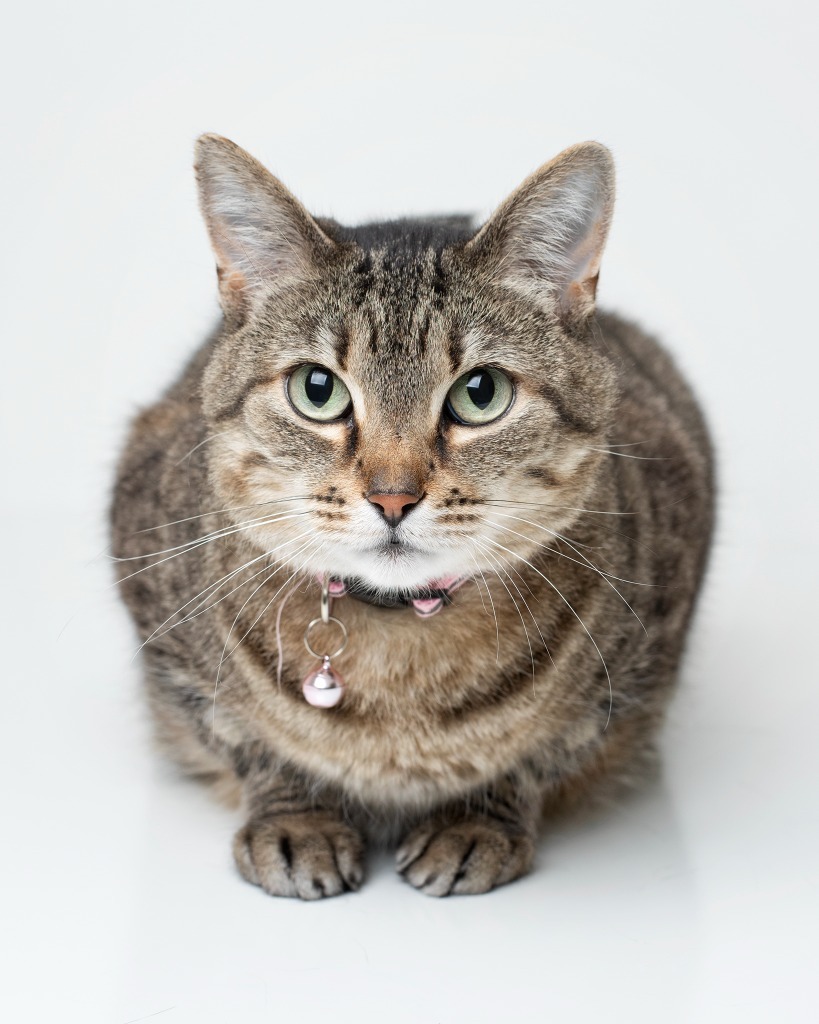 Peaches, an adoptable Domestic Short Hair in Boone, IA, 50036 | Photo Image 1