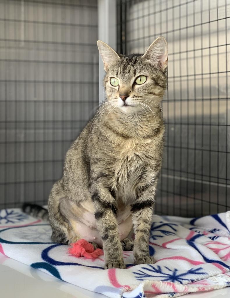 Peaches, an adoptable Domestic Short Hair in Boone, IA, 50036 | Photo Image 2