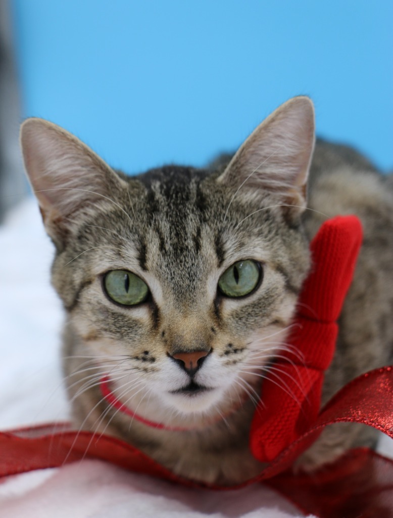 Peaches, an adoptable Domestic Short Hair in Boone, IA, 50036 | Photo Image 4