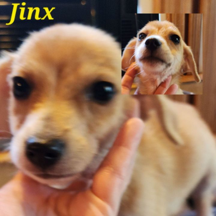 Jinx, an adoptable Pomeranian & Black Mouth Cur Mix in Chesnee, SC_image-2