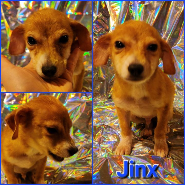 Jinx, an adoptable Pomeranian & Black Mouth Cur Mix in Chesnee, SC_image-3