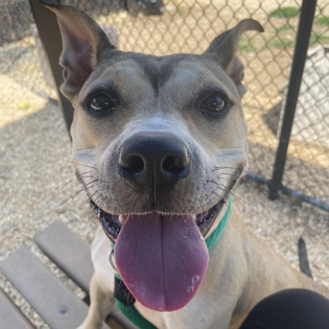 Mia, an adoptable Pit Bull Terrier in Philadelphia, PA_image-5
