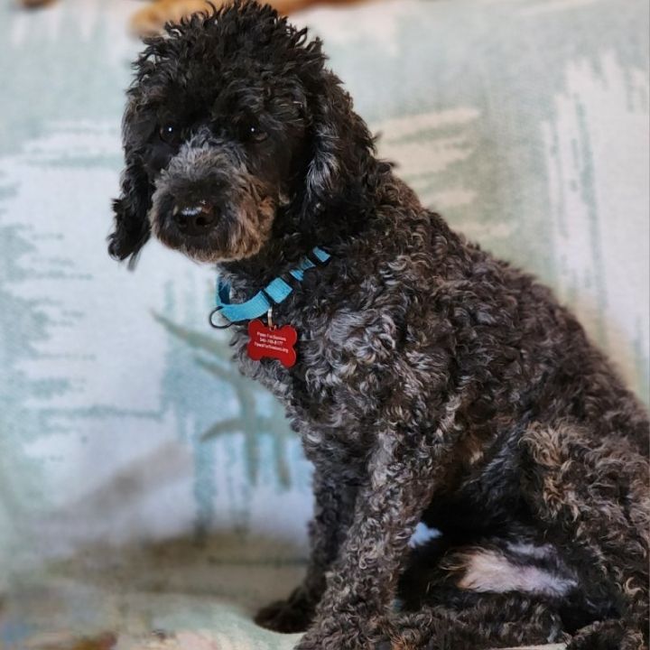 Donny, an adoptable Poodle in Toms Brook, VA_image-1