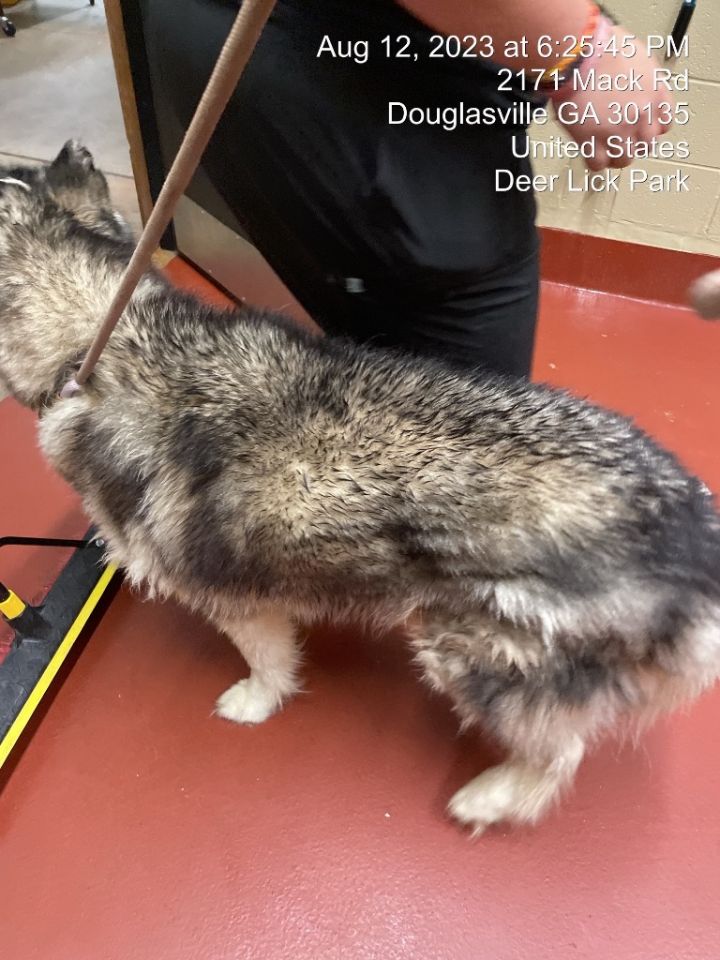 Ares Tran, an adoptable Siberian Husky in Douglasville, GA_image-4