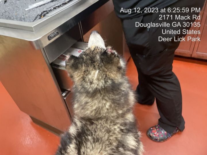 Ares Tran, an adoptable Siberian Husky in Douglasville, GA_image-5