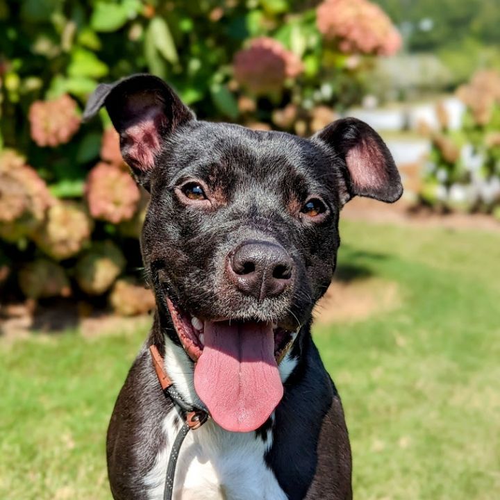Laslo, an adoptable Pit Bull Terrier in Douglasville, GA_image-1