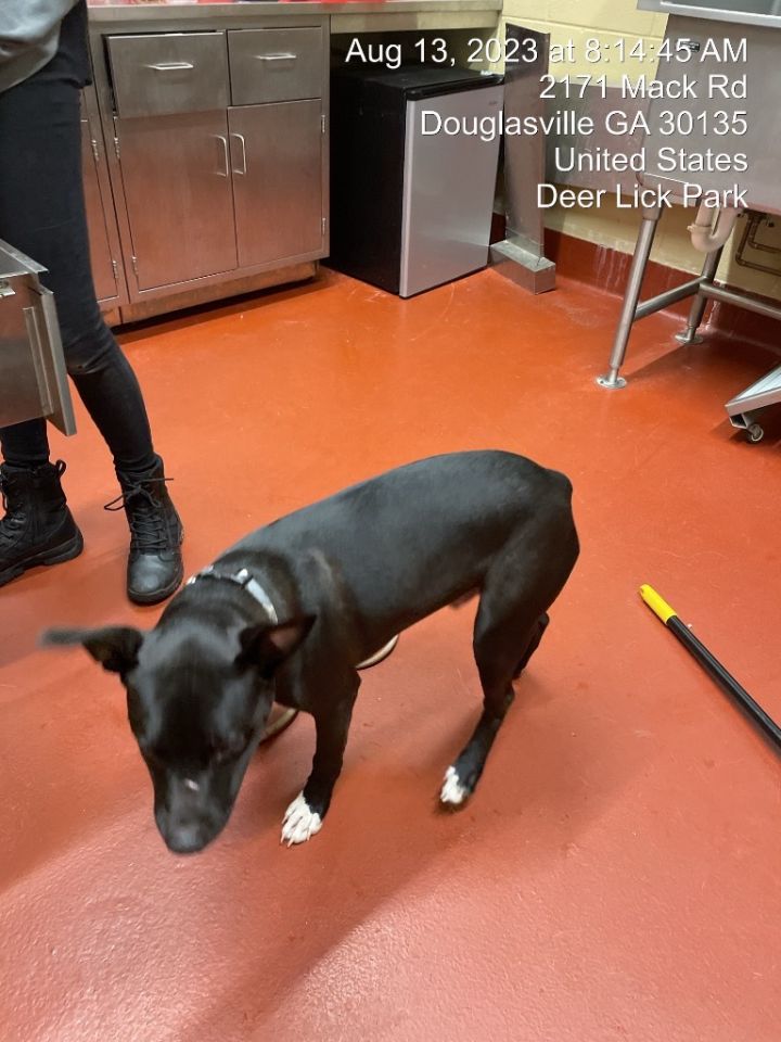 Laslo, an adoptable Pit Bull Terrier in Douglasville, GA_image-5