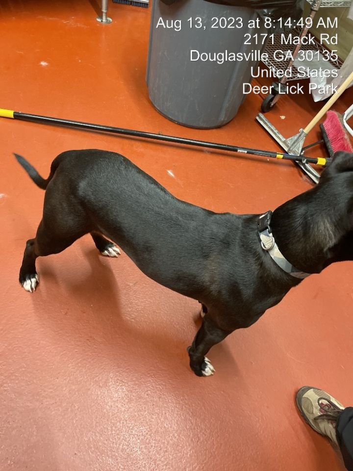 Laslo, an adoptable Pit Bull Terrier in Douglasville, GA_image-6