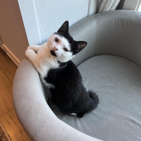 Frankie