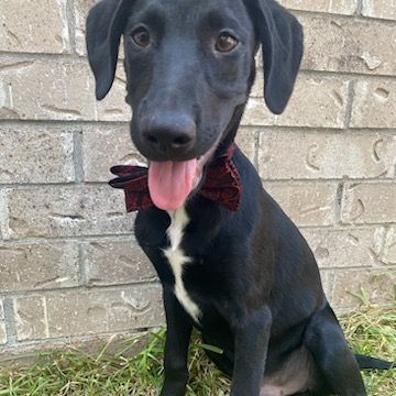 Tucker 1