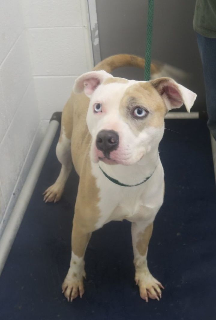Dog for adoption - Hank 168936 , a Pit Bull Terrier Mix in Ravenna, OH