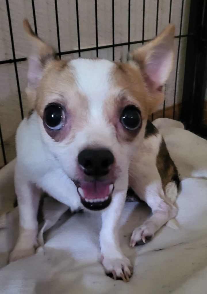 Iceman, an adopted Chihuahua in Dallas, TX_image-1