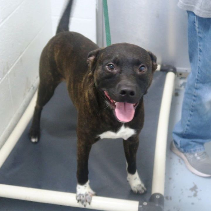 Blaze 173324 AVAILABLE FOR ADOPTION, an adoptable Labrador Retriever & Pit Bull Terrier Mix in Ravenna, OH_image-3