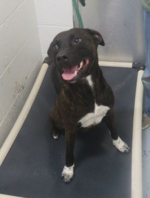 Dog for adoption - Hank 168936 , a Pit Bull Terrier Mix in Ravenna, OH