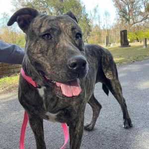 Jada, Adult Female Mixed Breed