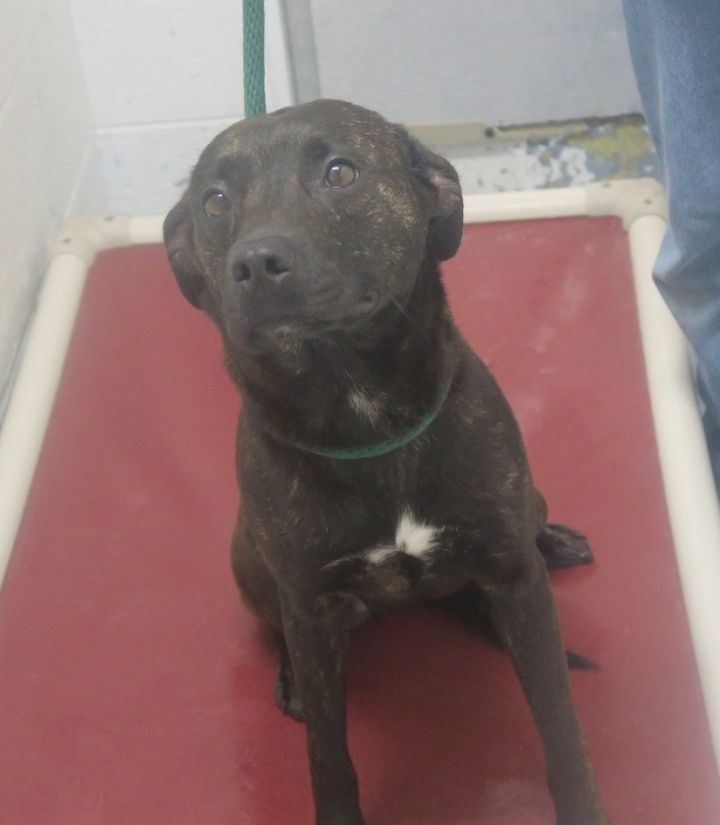 173325 AVAILABLE FOR ADOPTION 1