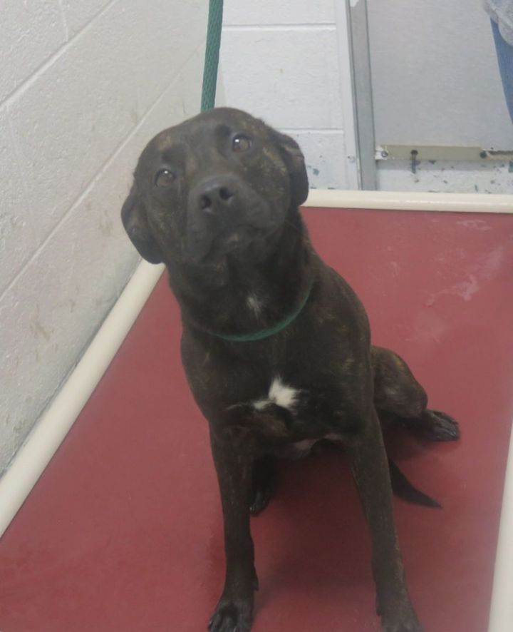 173325 AVAILABLE FOR ADOPTION, an adoptable Labrador Retriever & Pit Bull Terrier Mix in Ravenna, OH_image-2