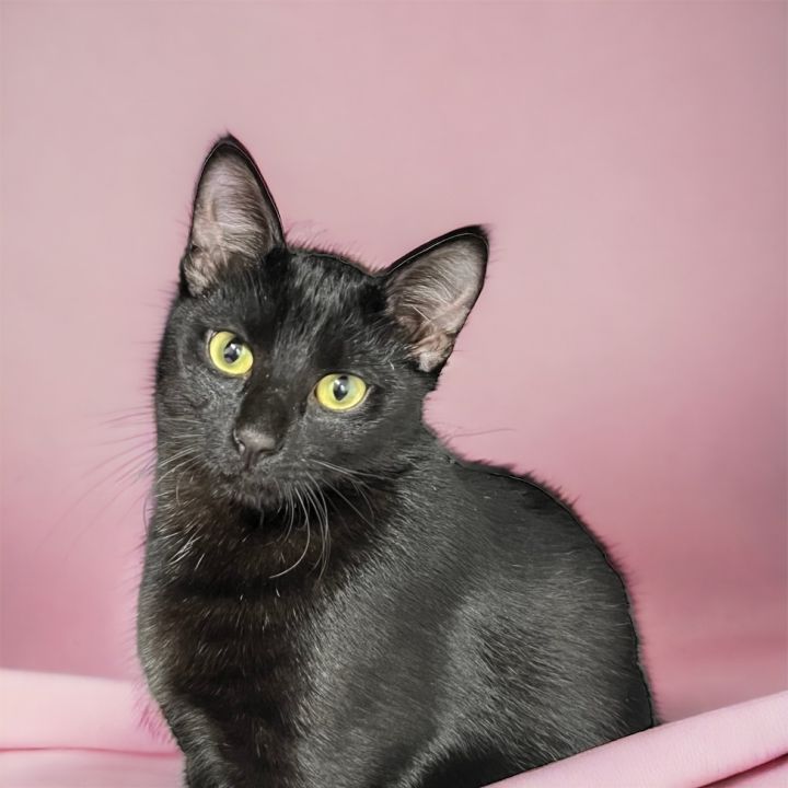 Chanel, an adoptable Domestic Short Hair Mix in Dallas, TX_image-1