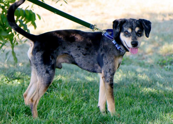 Caden, an adoptable Beagle & Catahoula Leopard Dog Mix in Kansas City, MO_image-3