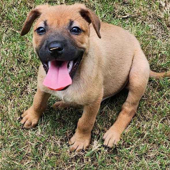 Dill, an adoptable Terrier Mix in Marietta, GA_image-1