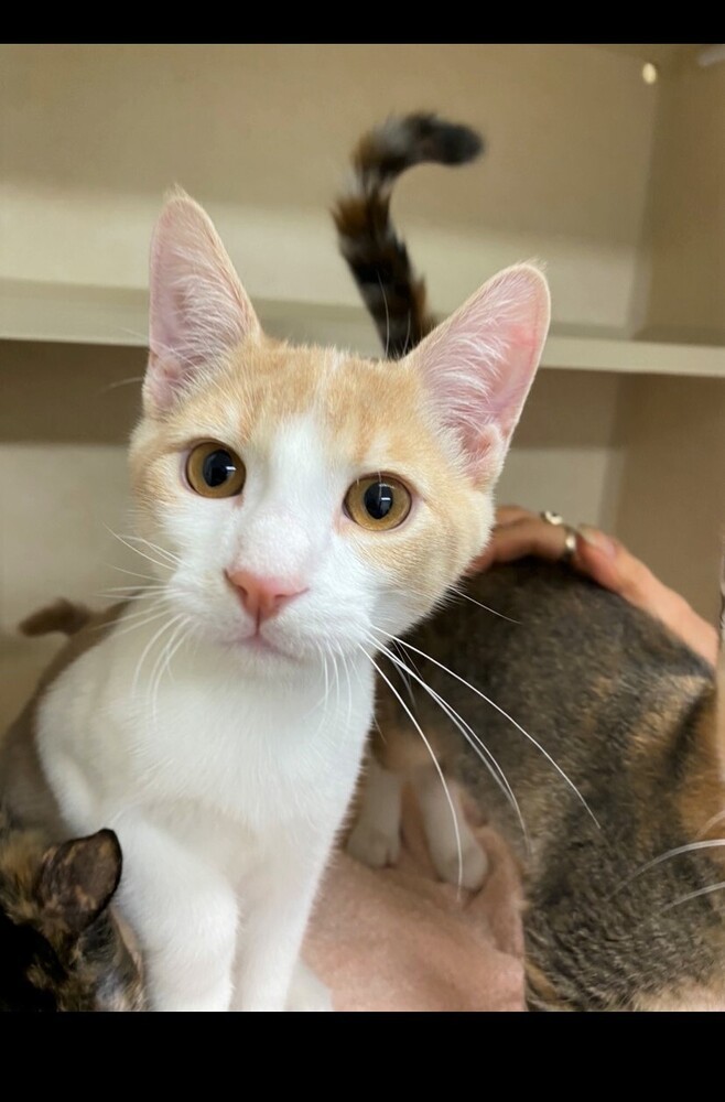 Cat for adoption Chamois, a Domestic Short Hair Mix in Elmsford, NY