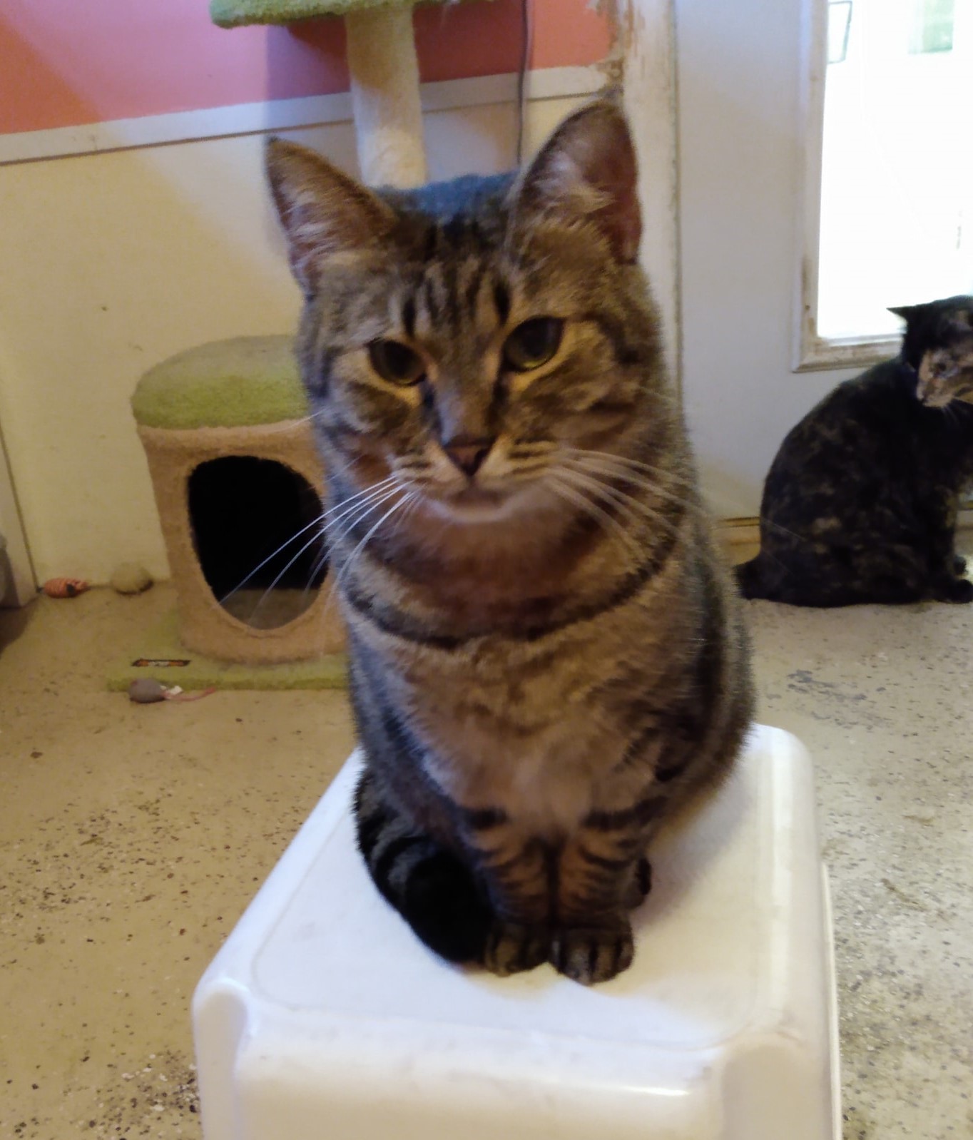 Kelce, an adoptable Domestic Short Hair in Springfield, IL, 62701 | Photo Image 1