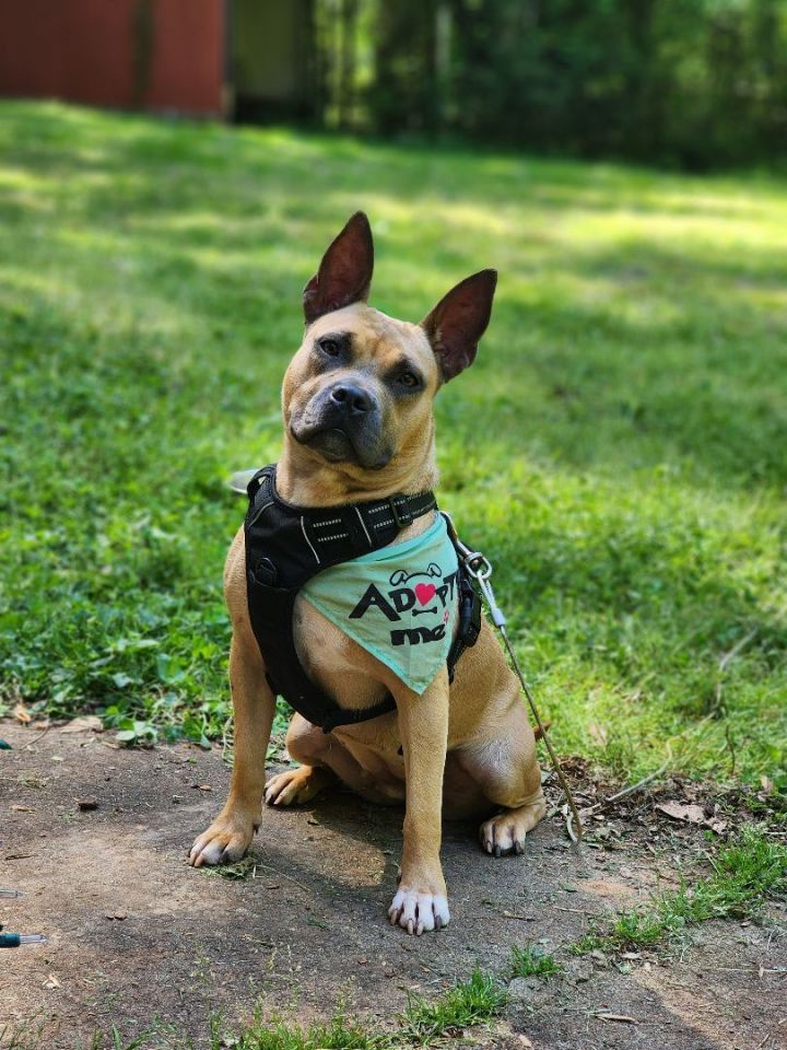 American staffordshire terrier french best sale bulldog mix