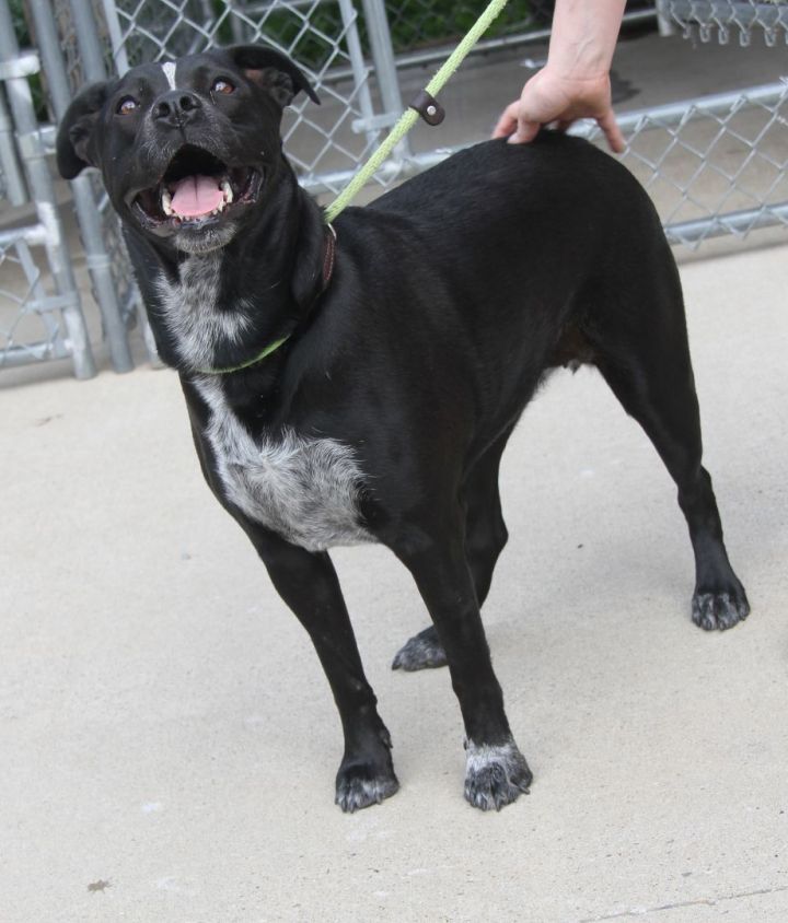 Pit bull terrier australian cattle store dog mix