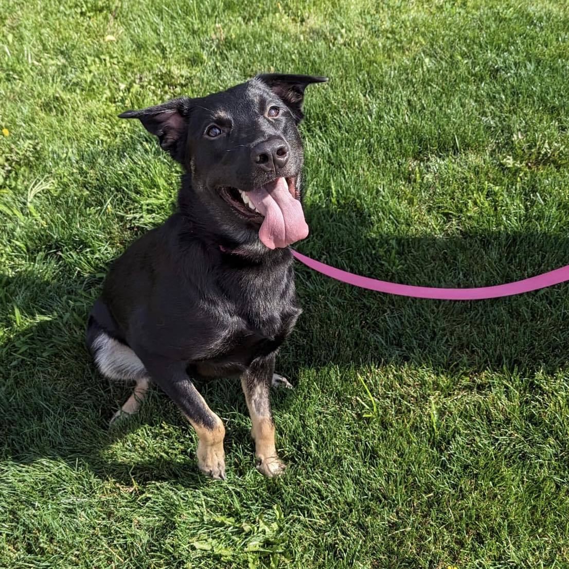 Molly, an adoptable German Shepherd Dog, Labrador Retriever in London, ON, N6H 5C4 | Photo Image 1