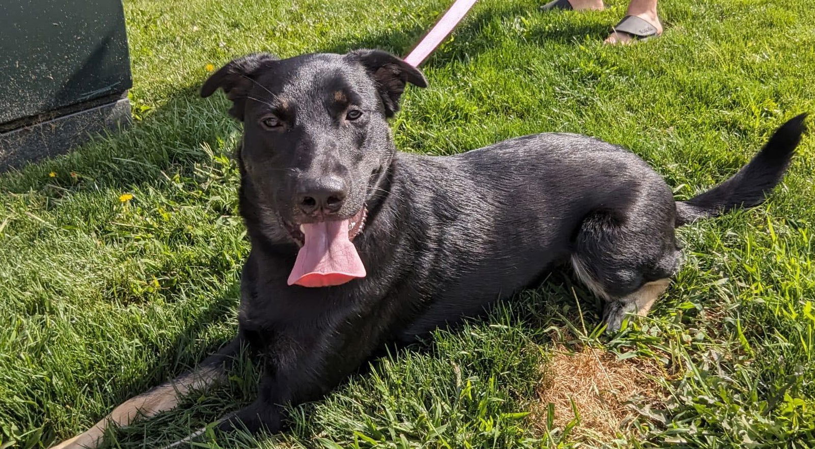 Molly, an adoptable German Shepherd Dog, Labrador Retriever in London, ON, N6H 5C4 | Photo Image 2