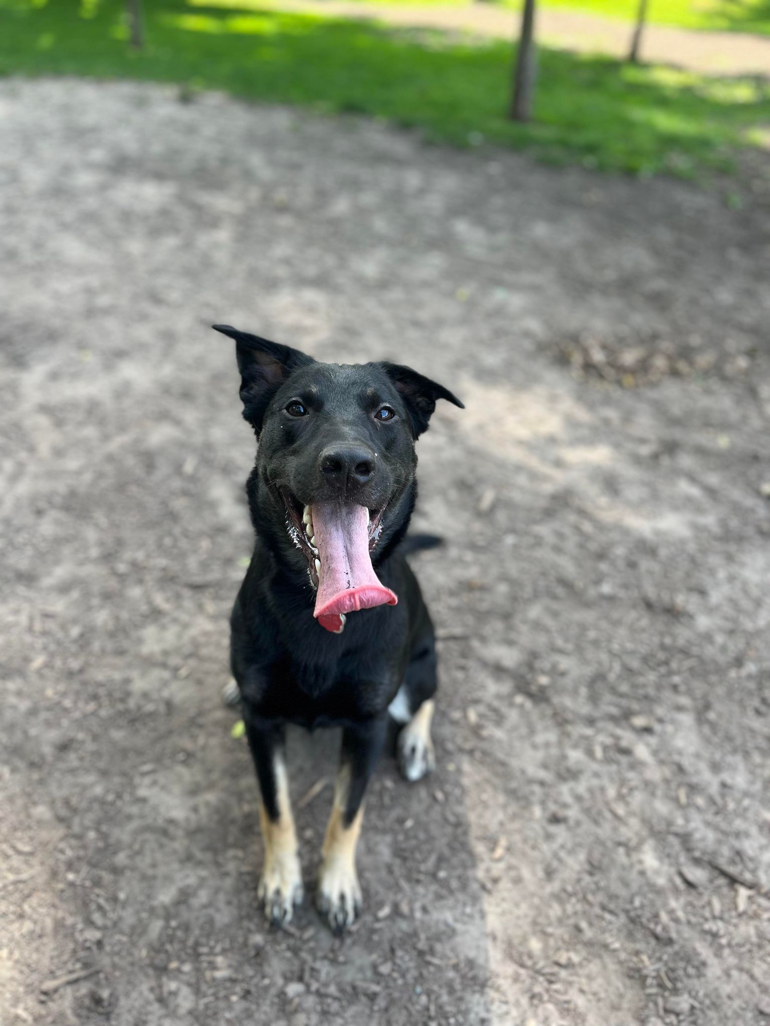 Molly, an adoptable German Shepherd Dog, Labrador Retriever in London, ON, N6H 5C4 | Photo Image 3