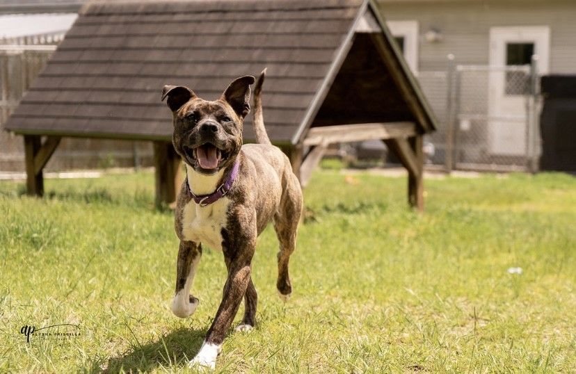 Minnie, an adoptable Boxer, Terrier in Orleans, VT, 05855 | Photo Image 2