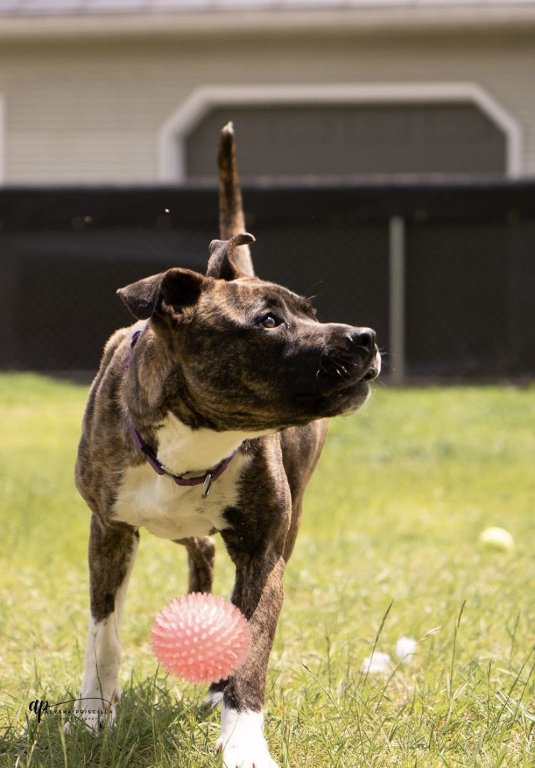Minnie, an adoptable Boxer, Terrier in Orleans, VT, 05855 | Photo Image 3