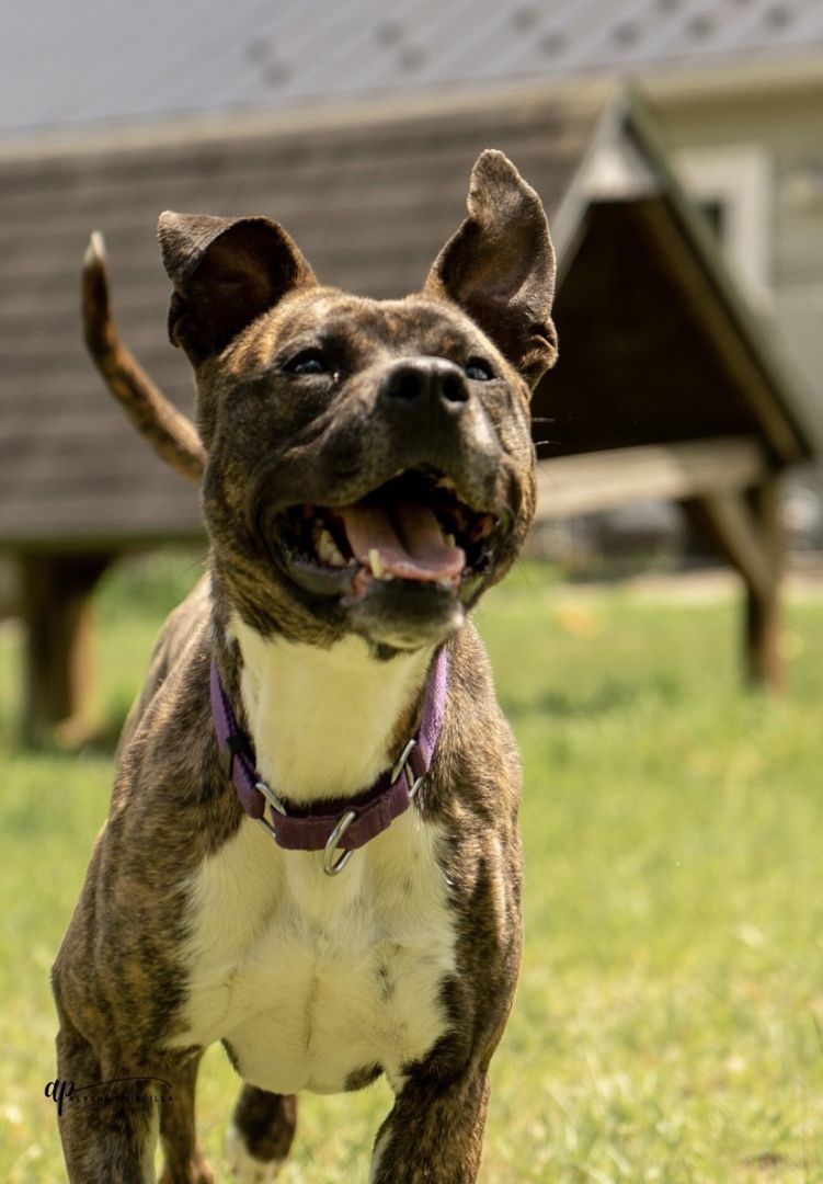 Minnie, an adoptable Boxer, Terrier in Orleans, VT, 05855 | Photo Image 1
