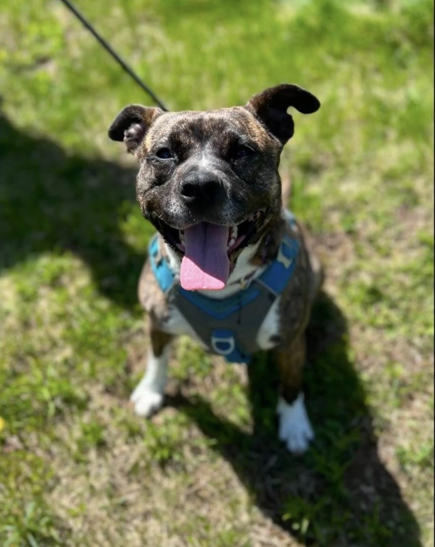 Minnie, an adoptable Boxer, Terrier in Orleans, VT, 05855 | Photo Image 4