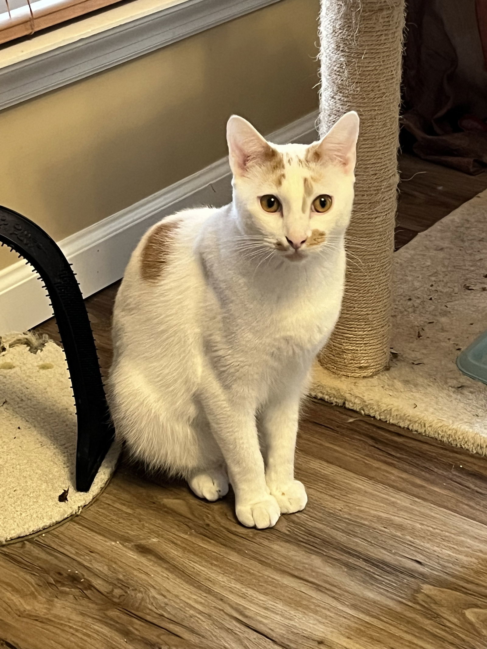 Ken, an adoptable Domestic Short Hair in Eureka, MO, 63025 | Photo Image 1