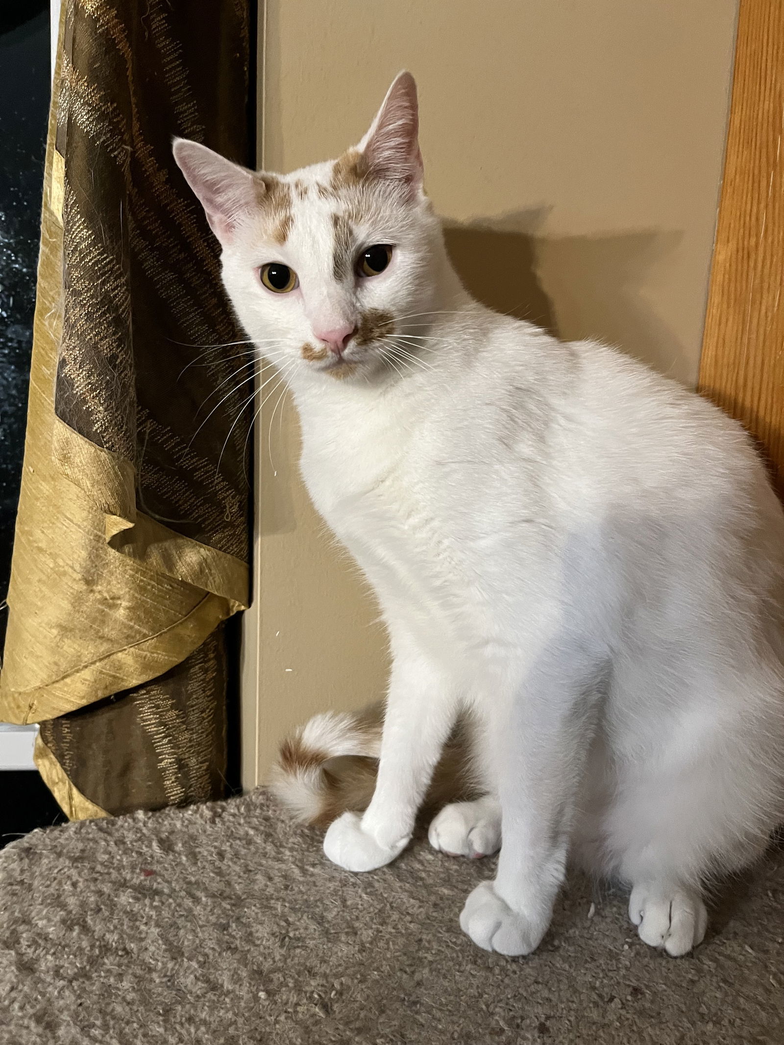 Ken, an adoptable Domestic Short Hair in Eureka, MO, 63025 | Photo Image 1