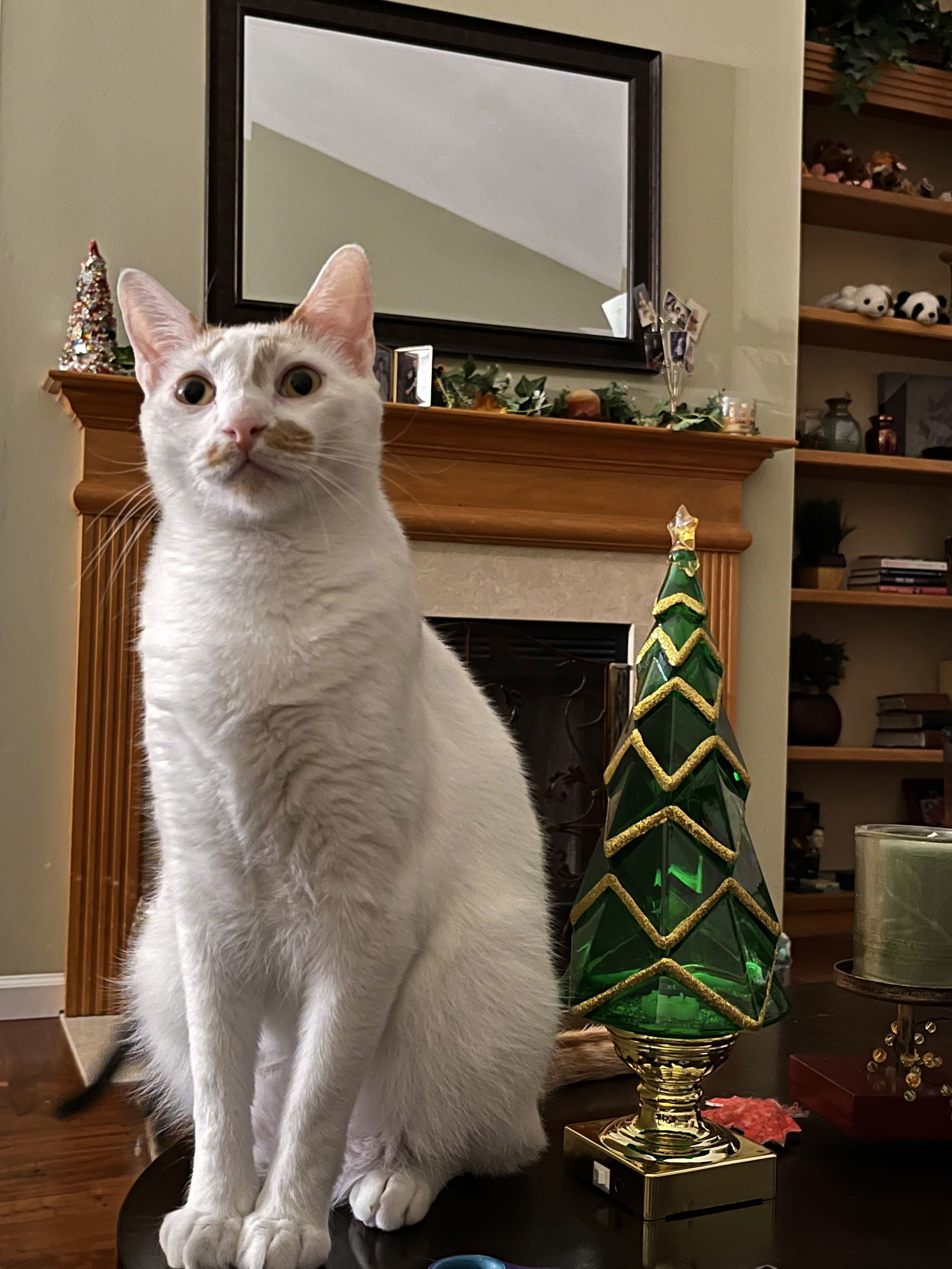 Ken, an adoptable Domestic Short Hair in Eureka, MO, 63025 | Photo Image 2