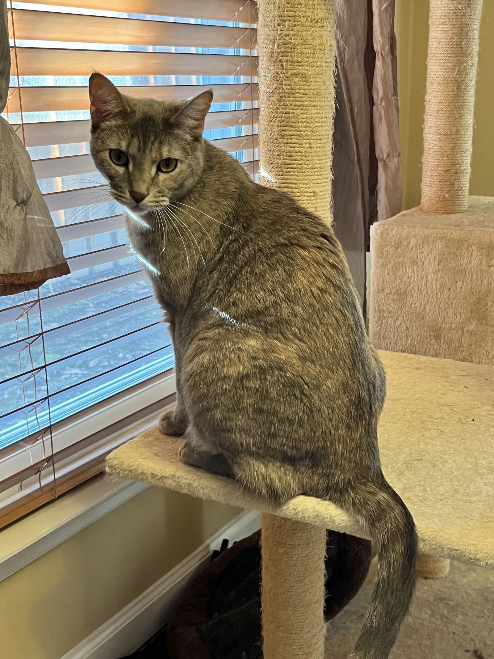 Barbie, an adoptable Domestic Short Hair in Eureka, MO, 63025 | Photo Image 1