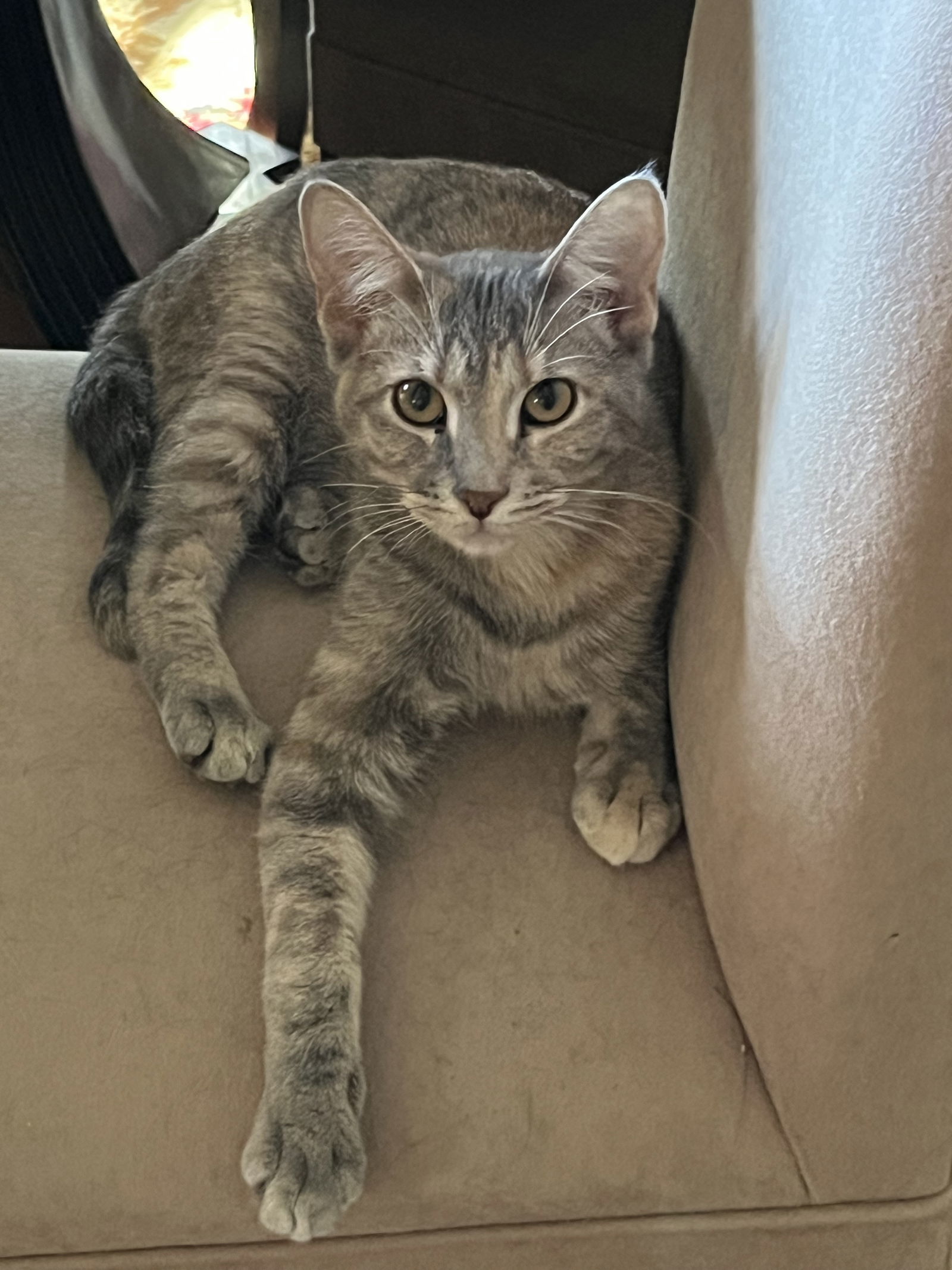 Barbie, an adoptable Domestic Short Hair in Eureka, MO, 63025 | Photo Image 2