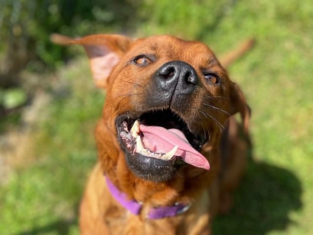 Rosie, an adoptable Labrador Retriever in Orleans, VT, 05855 | Photo Image 1