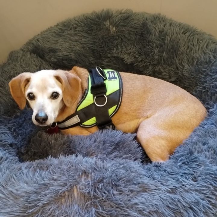 Bugsy, an adoptable Beagle Mix in Shawnee, KS_image-3