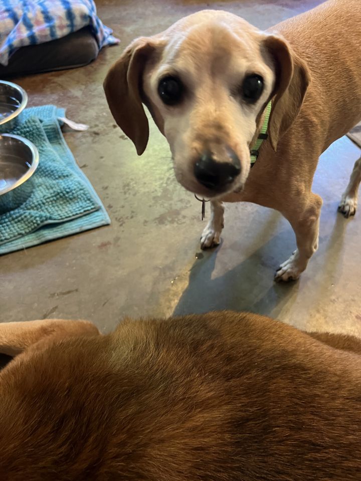Bugsy, an adoptable Beagle Mix in Shawnee, KS_image-5