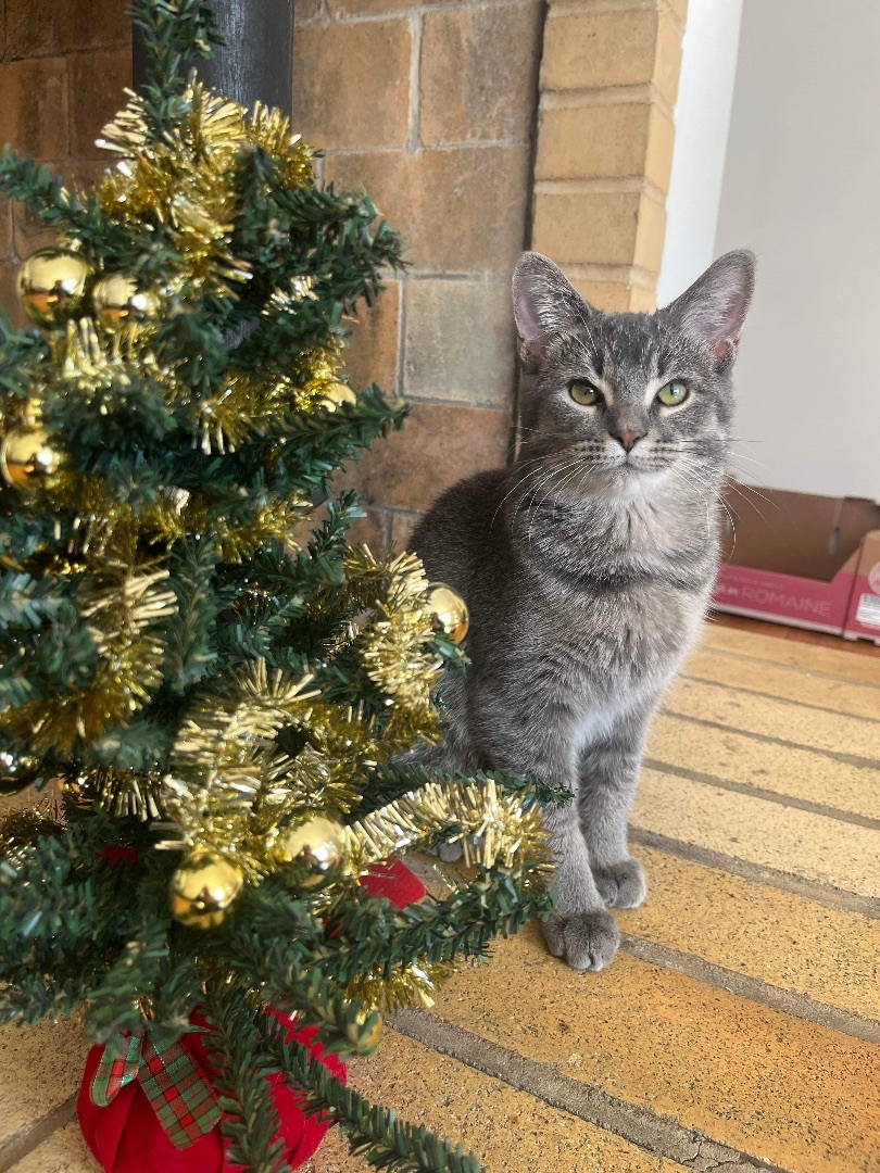 Coda, an adoptable Domestic Short Hair in Whitewater, WI, 53190 | Photo Image 6