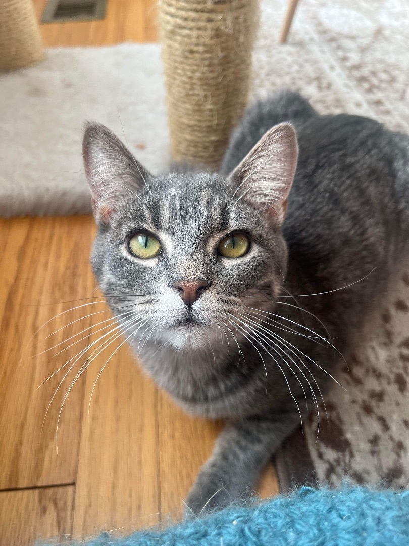 Trill, an adoptable Domestic Short Hair in Whitewater, WI, 53190 | Photo Image 2